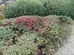 149 PARC ORIENTAL DE MAULEVIER MAINE ET LOIRE 2016 N0_000004